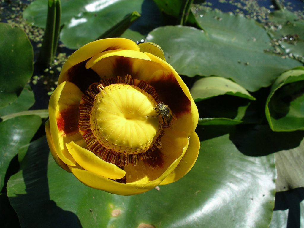 Yellow water lily.