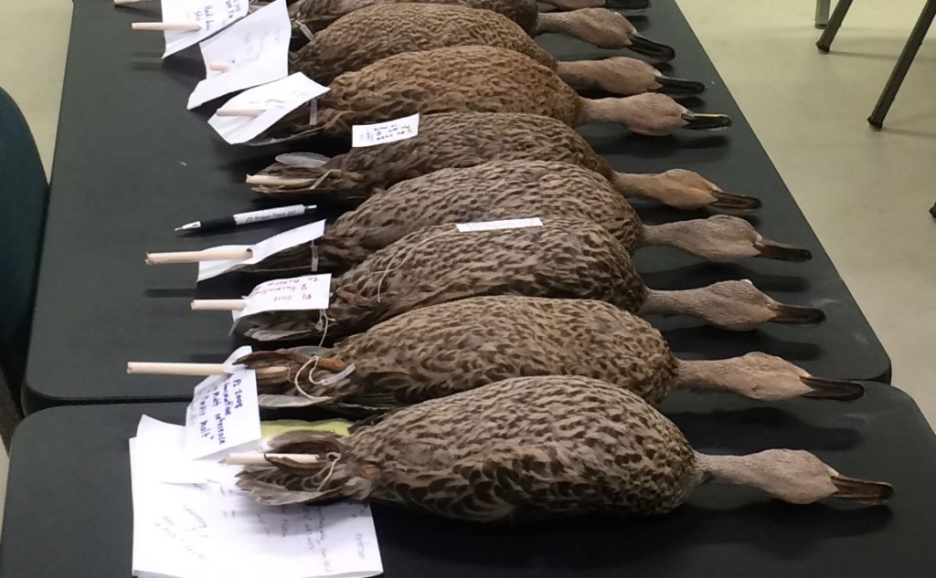 By collecting and analyzing genetic samples from mallards and Mexican ducks (pictured) researchers discovered that while Mexican ducks are almost genetically identical to mallards, there’s an important divergence in the Z chromosome.